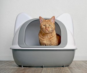 Katzenstreu-Test: Die besten Produkte für eure Schmusetiger