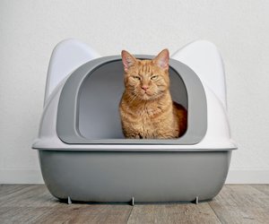 Katzenstreu-Test: Die zuverlässigsten Produkte für eure Schmusetiger