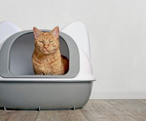 Katzenstreu-Test: Die zuverlässigsten Produkte für eure Schmusetiger