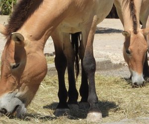 Giftige Pflanzen für Pferde: Was dürfen die Tiere auf keinen Fall fressen?