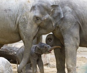 So niedlich ist das Elefantenbaby im Leipziger Zoo