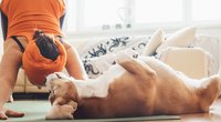 Studie zeigt: So gesund ist das Streicheln von Hunden!