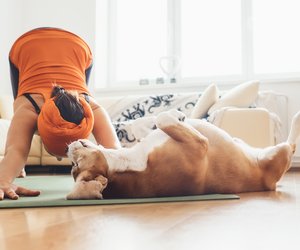 Studie zeigt: So gesund ist das Streicheln von Hunden!