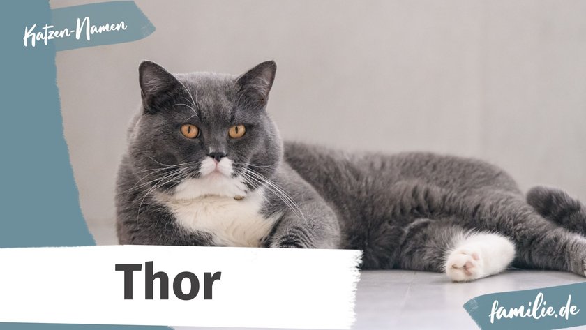 Namen für graue Katzen: Thor