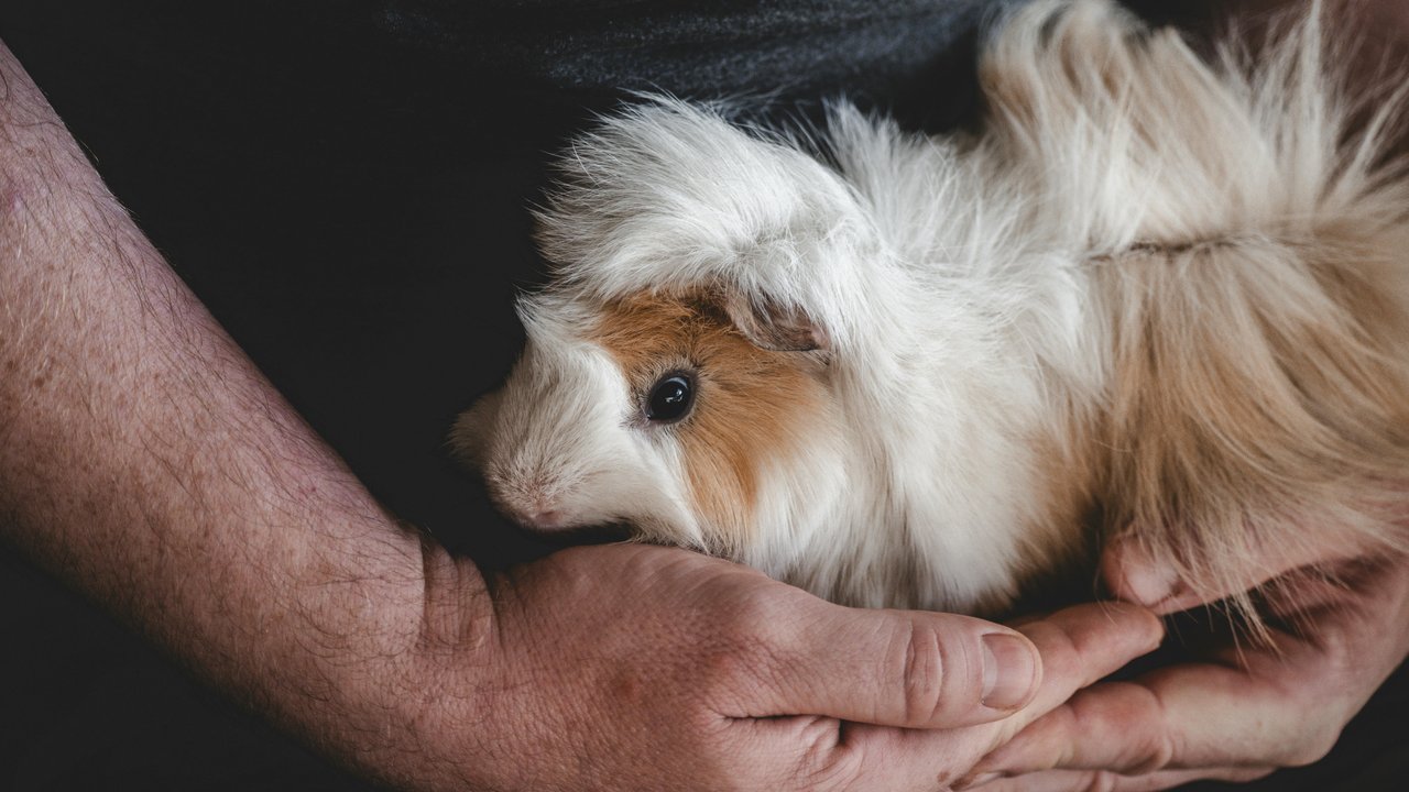 Meerschweinchen werden bei richtiger Pflege schnell zutraulich.