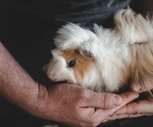 Dürfen Meerschweinchen Birne essen? Das gilt