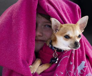 Wie alt wird ein Chihuahua? 