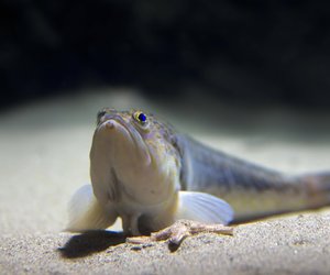 Sommerurlaub an der Nordsee geplant? Achtet auf eines der gefährlichsten Tiere Europas!