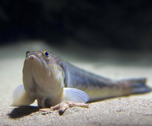 Urlaub an der Nordsee: Eines der gefährlichsten Tiere Europas könnte dir begegnen!