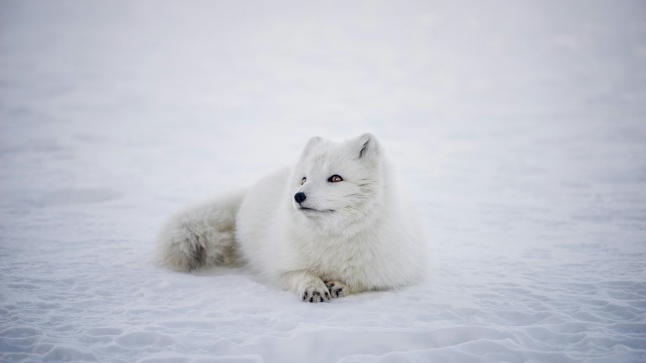 Der Polarfuchs ist ein bekanntes Tier mit dem Buchstaben „P“.