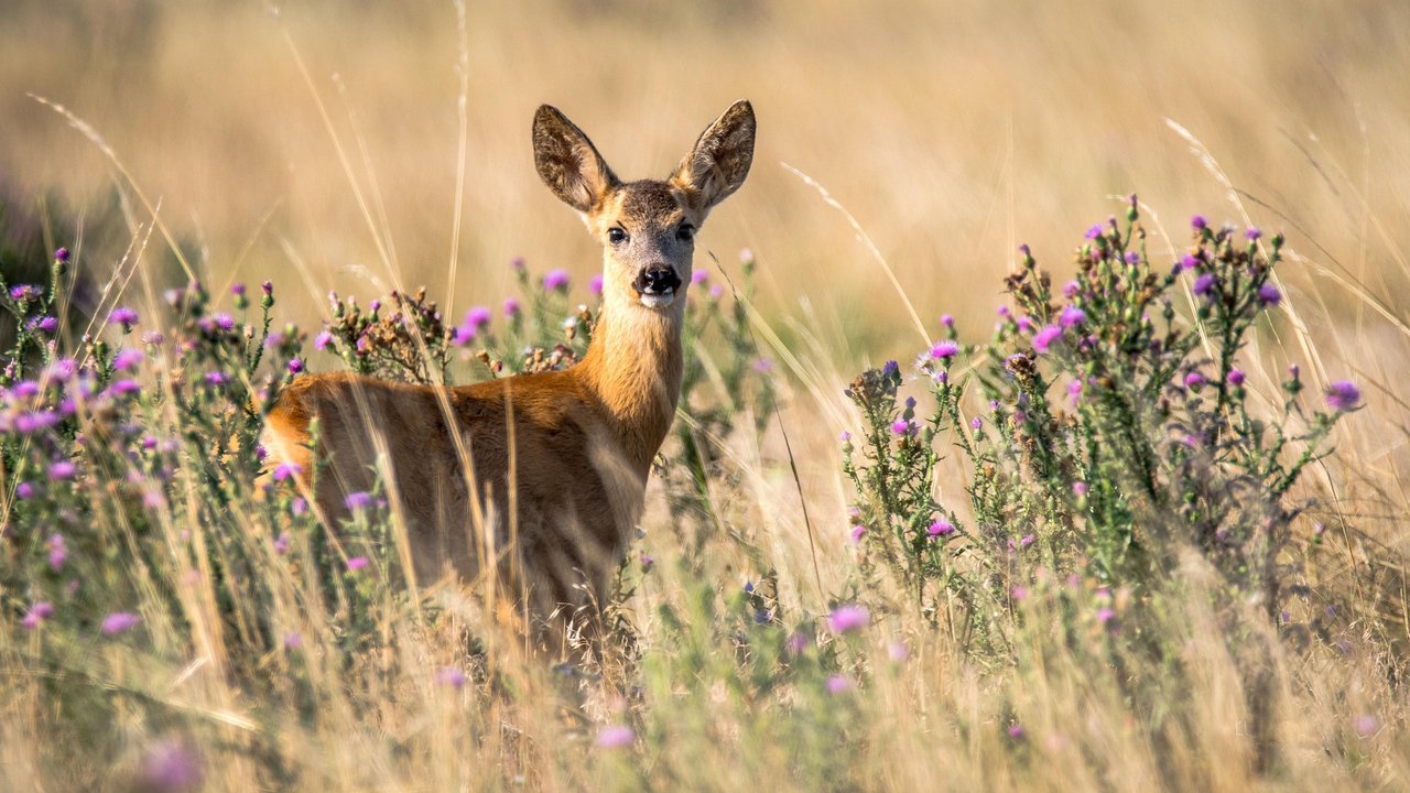 Rehe faszinieren durch ihr sanftes Wesen und ihre großen Augen