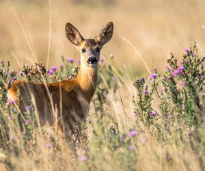 Können Rehe schwimmen? Überraschende Fähigkeiten der scheuen Waldbewohner