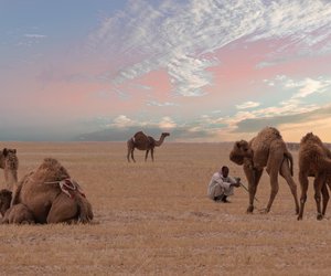 Wo leben eigentlich Kamele – Afrika oder Asien?