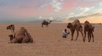 Wo leben eigentlich Kamele – in Afrika oder Asien?