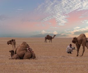 Wo leben eigentlich Kamele – in Afrika oder Asien?