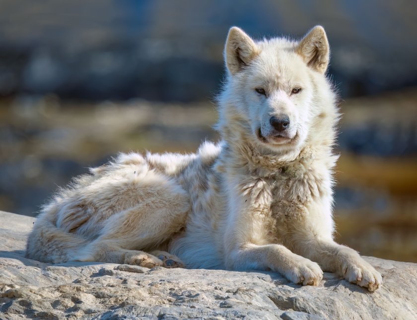 Greenland Dog Grönlandhund