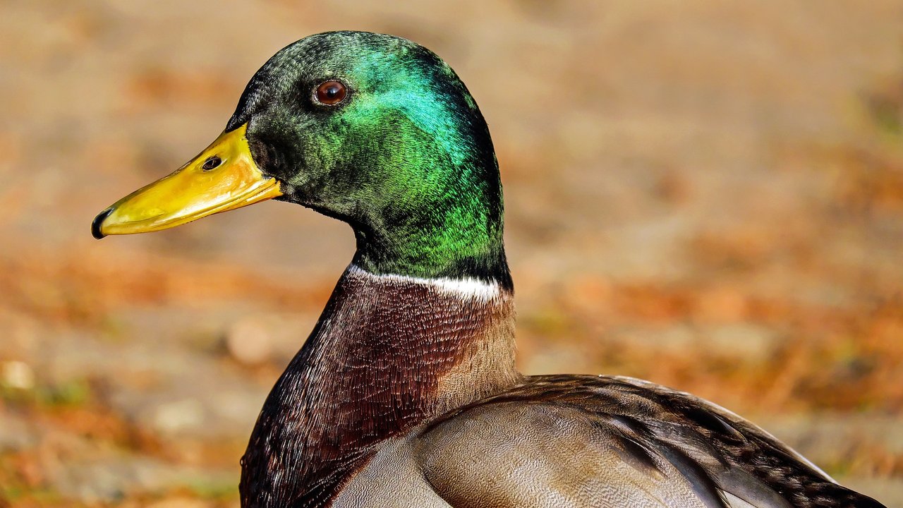 Enten-Männchen haben den charakteristischen grünen Kopf.