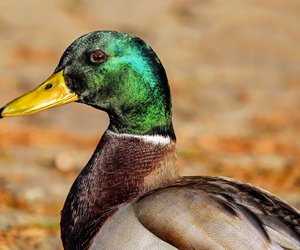 Vogelwissen: Wie lange leben eigentlich Enten?