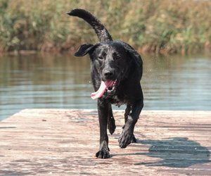 Diese Charaktereigenschaft macht den Labrador Retriever zum beliebten Haustier