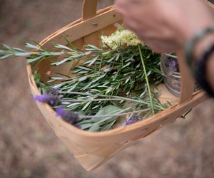 Rosmarin: Wann blüht das Kraut?