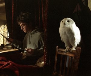 Magische Nächte garantiert: Die Harry-Potter-Bettwäsche mit Hedwig gibt’s bei Amazon