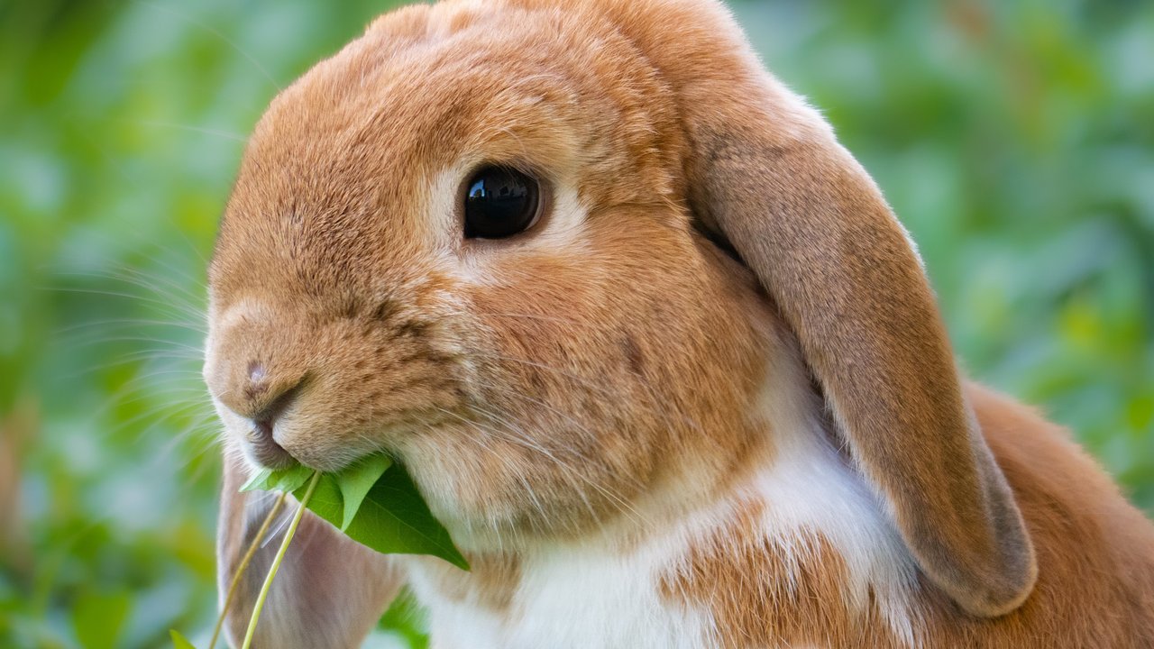 Kaninchen knabbern gern Grünzeug und Gemüse.