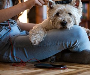 Diese Hundebürste von Rossmann ist ein echter Geheimtipp