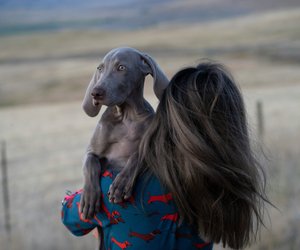 Weimaraner: Diese Lebenserwartung haben die Jagdhunde