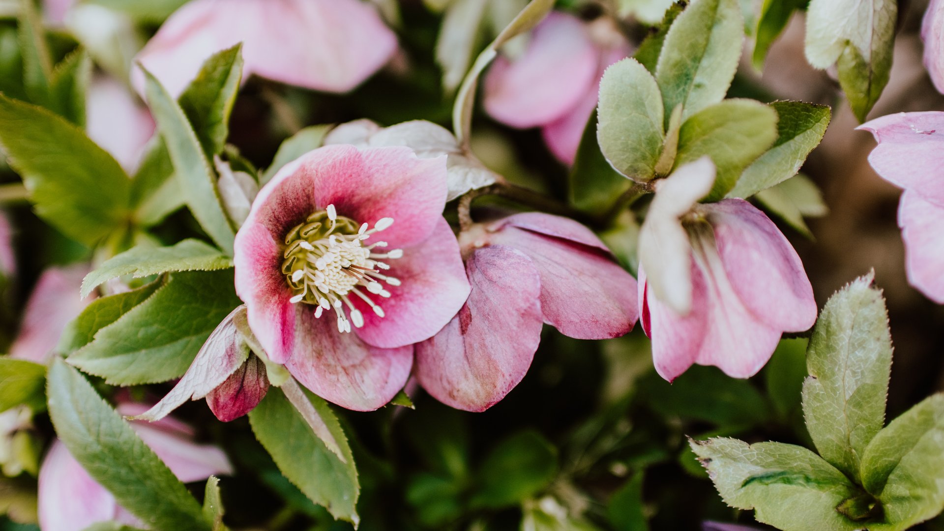 Ist Lenzrose giftig für Kinder und Haustiere? Sicher im Garten