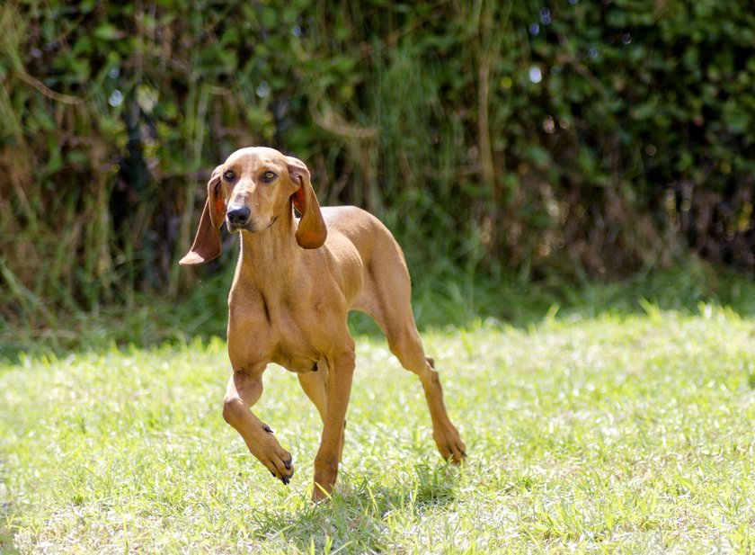 A young, beautiful, fawn red brown smooth coated Segugio Italiano dog running on the grass.