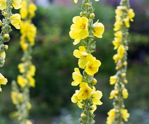 Garten-Wissen kompakt: Ist die Königskerze giftig?