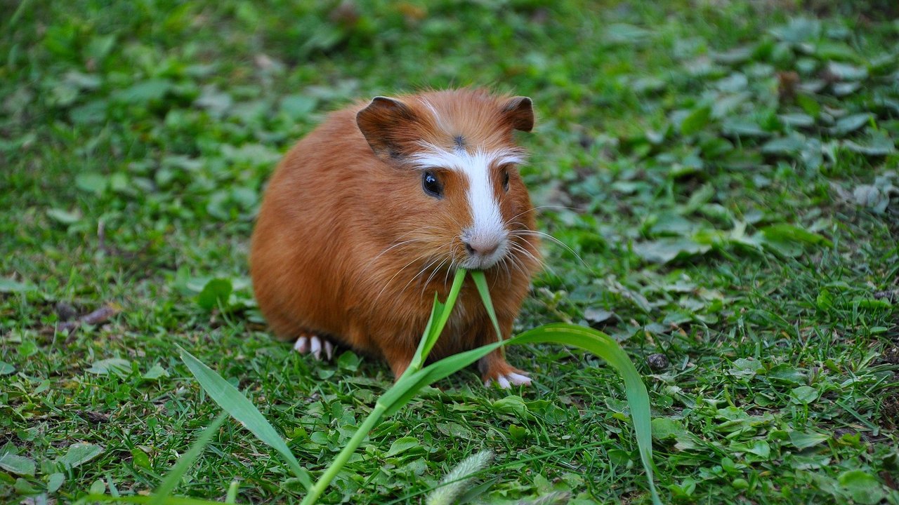 Meerschweinchen mögen Grünfutter, aber dürfen sie auch Blumenkohl?