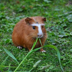 Dürfen Meerschweinchen Blumenkohl essen? Das stimmt wirklich