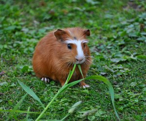 Dürfen Meerschweinchen Blumenkohl essen? Das stimmt wirklich