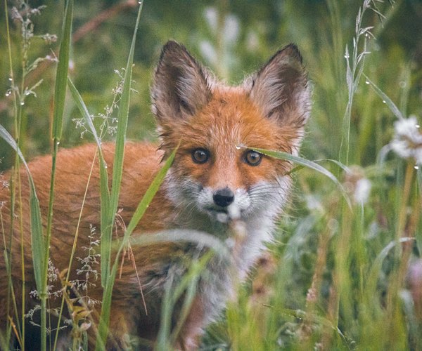 Darf Man Ein Eichhörnchen Als Haustier Halten Eichhörnchen als Haustier halten: Darf man das?