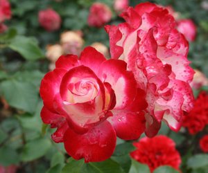 Städte mit Z in Deutschland – welche kennst du schon?