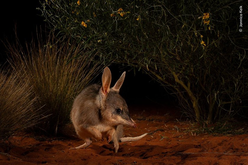 A reintroduced Thalka, (the word for bilby used by the Arabana people), foraging in an ecological safe haven, Arid Recovery, in the remote deserts of South Australia and photographed in 2022. Here the thalka/bilby continues to hold deep significance to Australian Indigenous groups, as a totem animal and plays a part of many Dreamtime stories. Their songs and stories run deep across the arid zones. In some areas, Thalka/Bilby were hunted as food and their tails used as decoration.