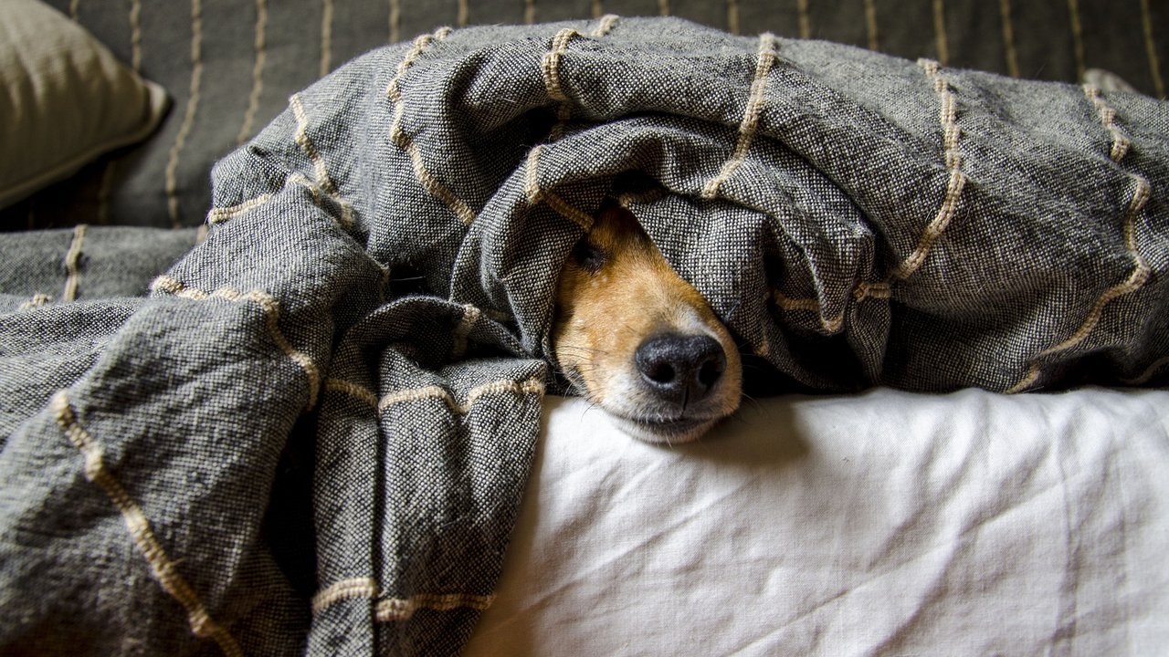 Hunde lieben Wärme und kuscheliges Wohlbefinden. 