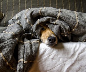 Jetzt bei Amazon: Diese gefütterte Hundejacke wärmt deinen Vierbeiner