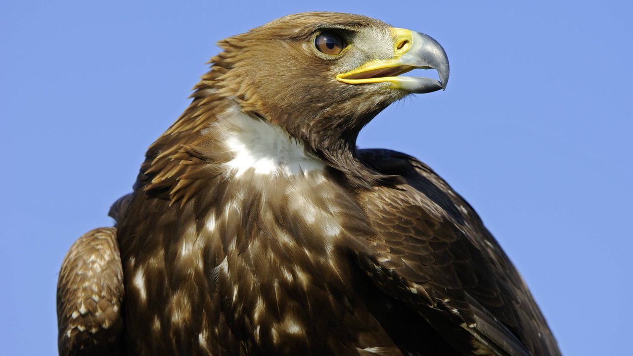 Der Steinadler ist auch heute noch in Deutschland heimisch.