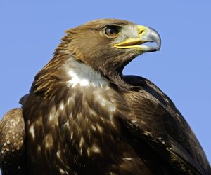 Wie alt werden Adler: Was ist über die Lebenserwartung der Könige der Lüfte bekannt?