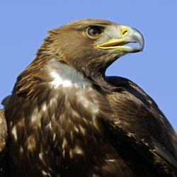 Wie alt werden Adler: Was ist über die Lebenserwartung der Könige der Lüfte bekannt?