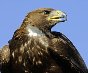 Wie alt werden Adler: Was ist über die Lebenserwartung der Könige der Lüfte bekannt?