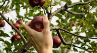 Wie lange sind Äpfel haltbar? Wir haben die Antwort