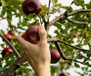 Wie lange sind Äpfel haltbar? Wir haben die Antwort