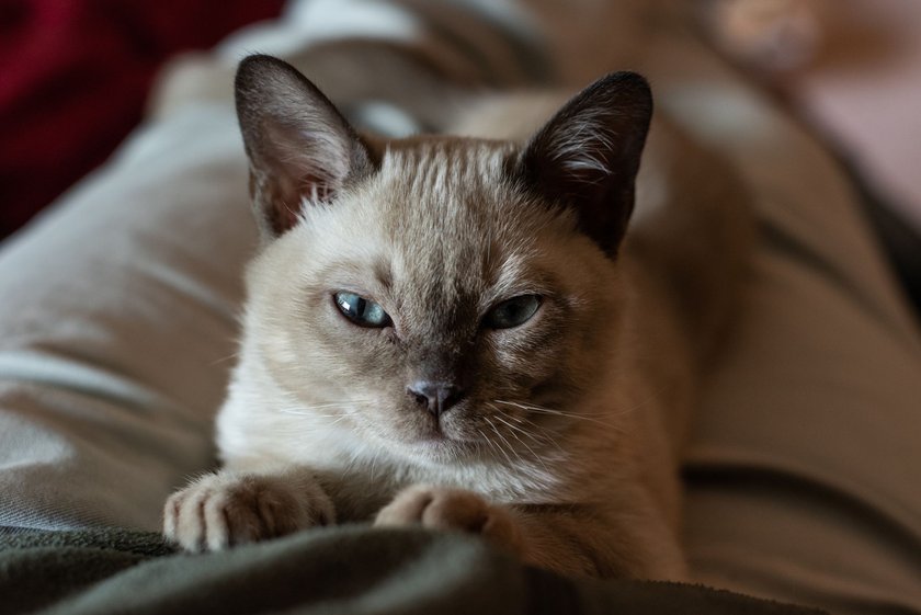 Tonkanesen kuscheln sich liebend gern auf den Schoß ihrer Besitzer.