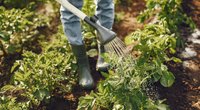 Gartenarbeit in der Schwangerschaft: Darauf solltet ihr achten