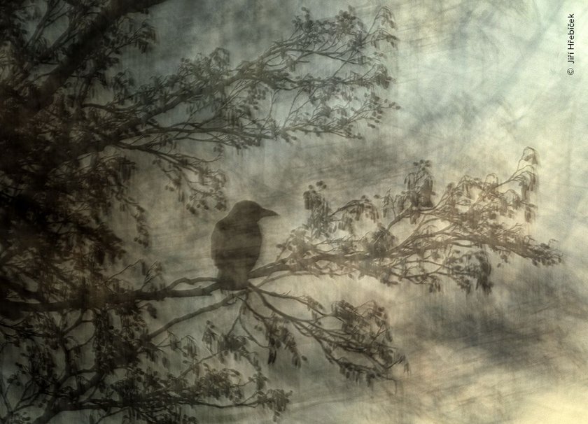 Jiří Hřebíček creates an impressionistic vision of this perching carrion crow. 