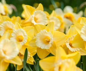 Vorsicht im Blumenbeet: Sind Osterglocken giftig? 