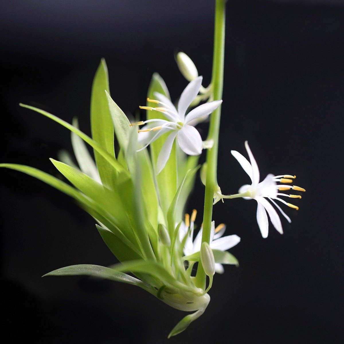 linoldruck kaktus Cactus (2024) Linocut print from a limited edition of 5 – Kirstie Dedman  Designs main image 0
